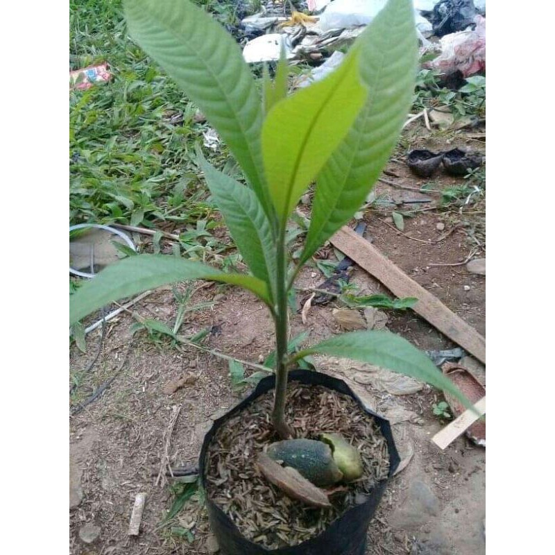 bibit mamey sapote ..