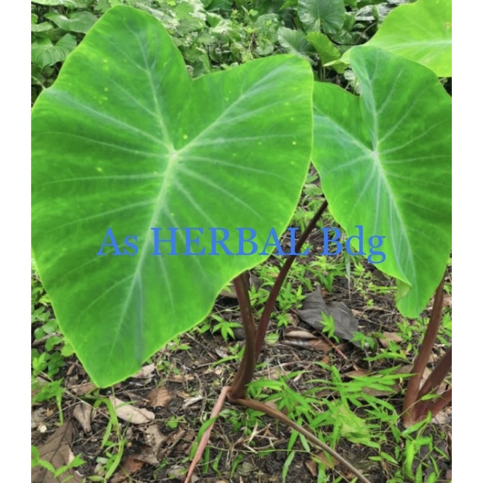 

Daun talas hitam / talas wulung / keladi hitam isi 20 lembar-az
