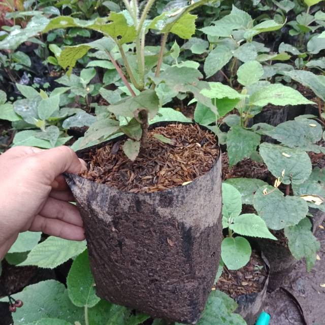 Bibit buah kiwi siap tanam tambulampot
