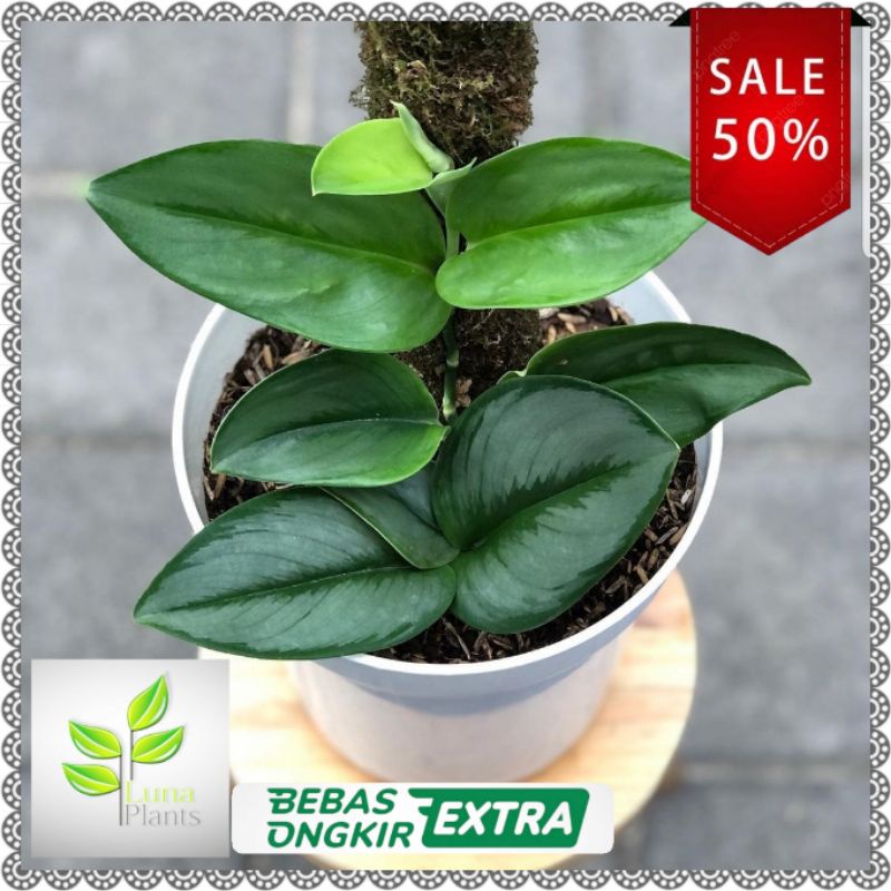 Tanaman hias sirih gading susu - scindapsus monlight - scindapsus susu