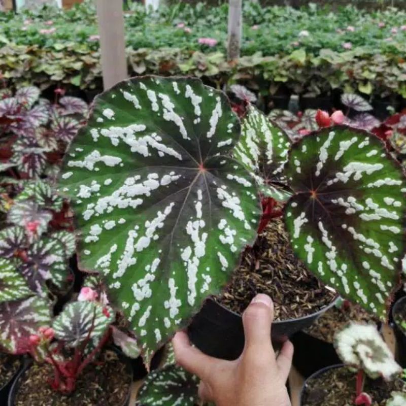 paket tanaman hias begonia isi 4 pcs.. pilih produk dari gambar yang tertera di etalase toko