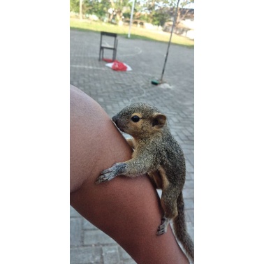 TUPAI BEJING KELAPA JINAK SUPERRR