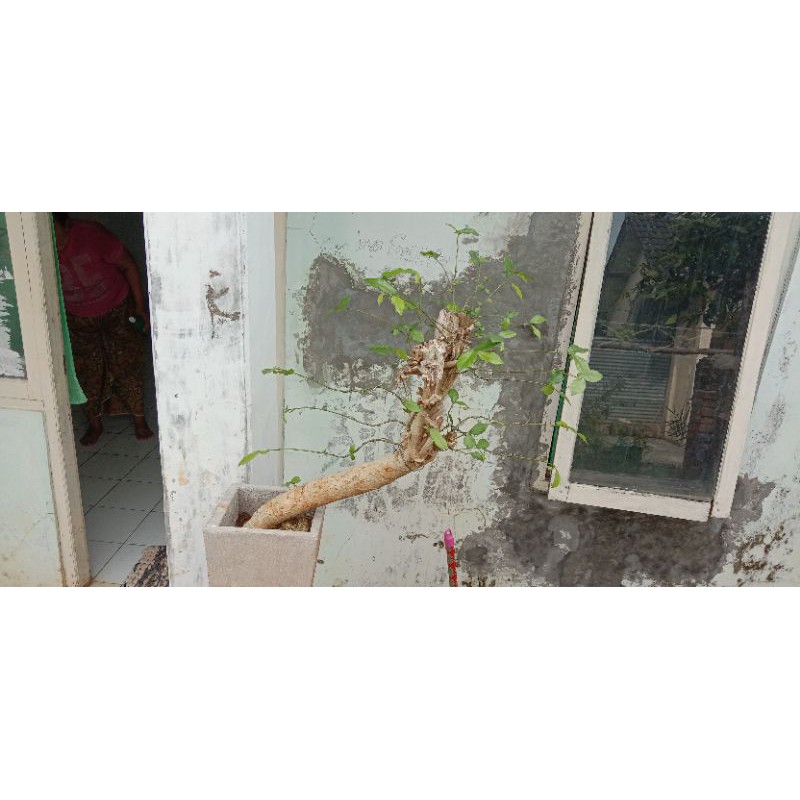 bahan bonsai serut