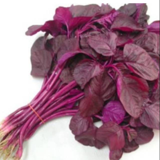 BENIH/BIBIT BAYAM MERAH