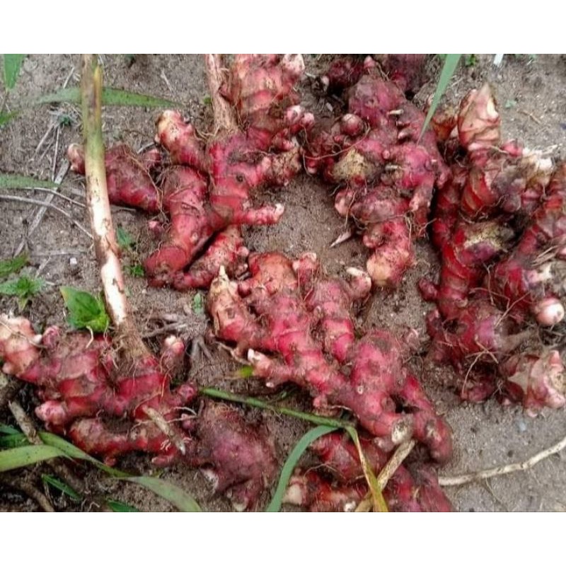 

Jahe Merah 1kg