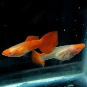 IKAN GUPPY KOI (1 PASANG)