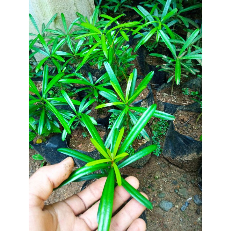 LOHANSUNG ( daun kapsul )