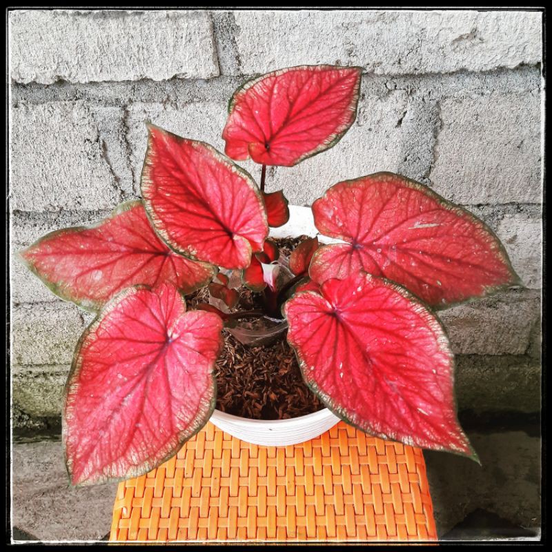 Tanaman Hias Caladium/keladi Red Jaguar Daun Ganda (bisa Cod)