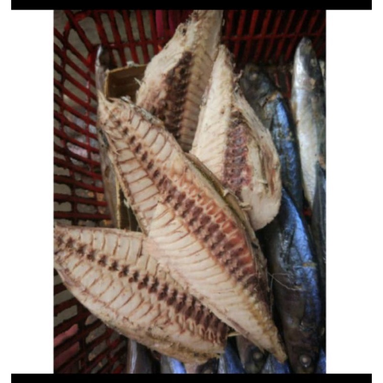 

ikan pindang/Cue tongkol utuh ukuran besar seger/Fresh khas plabuhan ratu Sukabumi