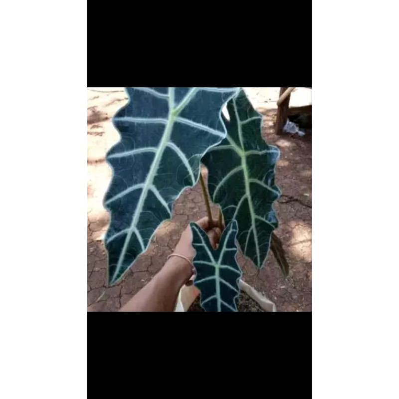 Alocasia Amazon / keladi amazon