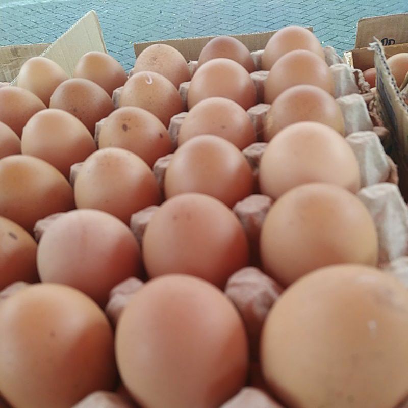 

telur ayam