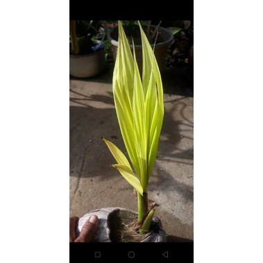 kelapa Albino
