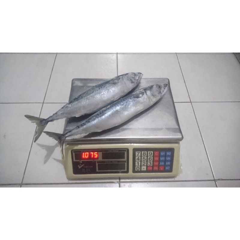 

Ikan Saba / Makarel / Mackerel - Frozen (Premium) (400-600 Gr per Ekor)