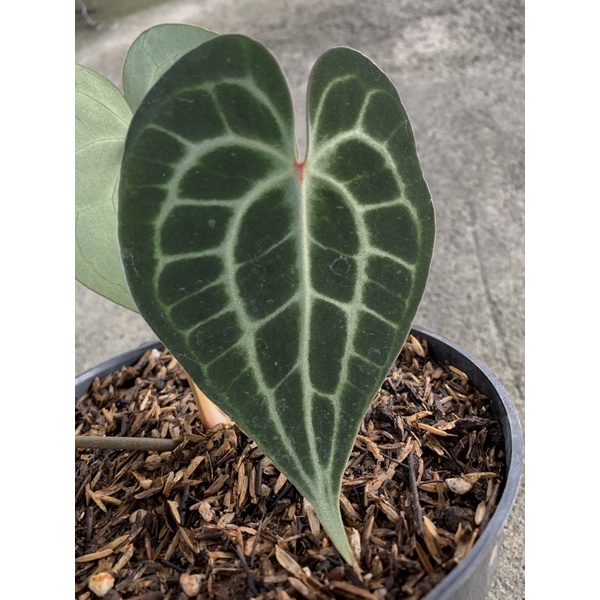Anthurium Clarinervium Red Spot Juvenile size