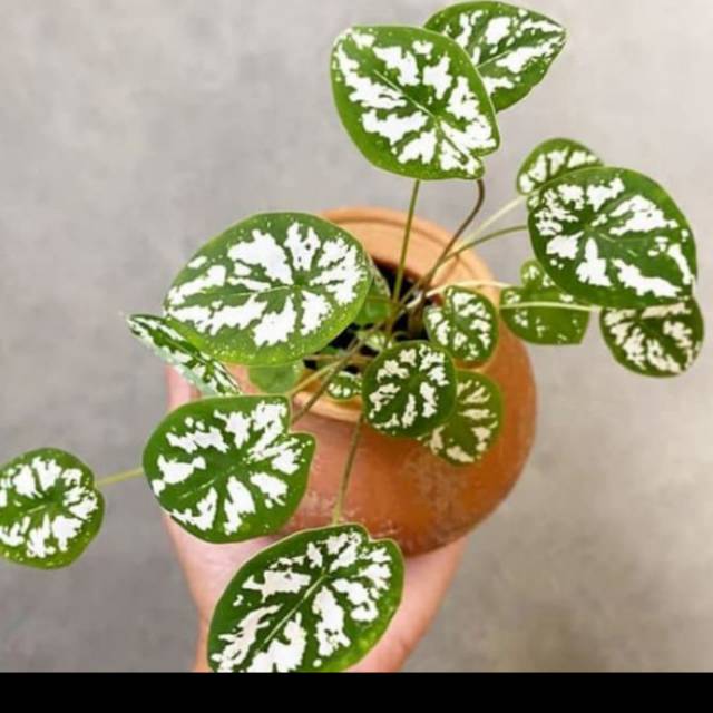 Tanaman Hias Caladium Mini White Keladi Putih Temggkorak Shopee Indonesia