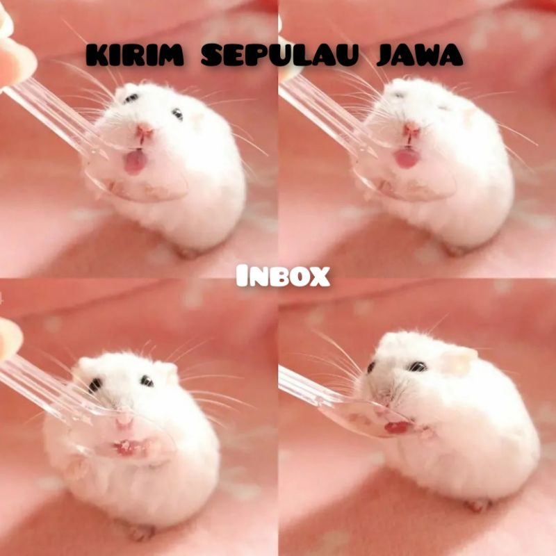 Hamster winter white perl - (kirim sejawa barat)