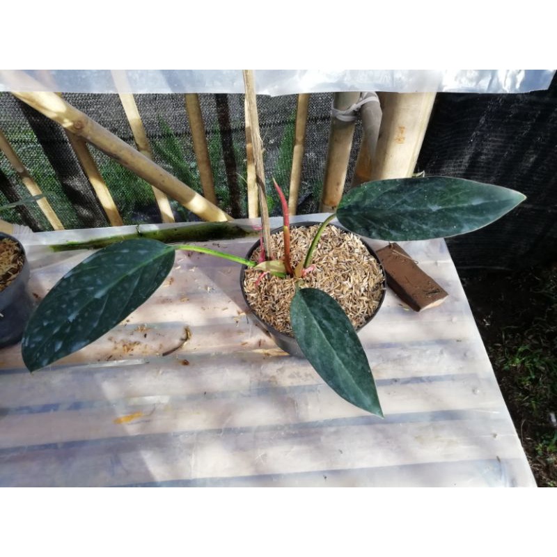 philodendron puqii