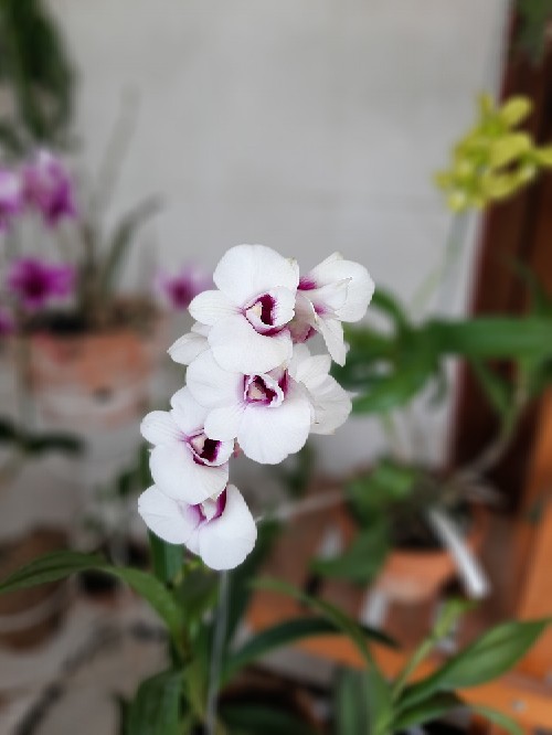 Paket Dendro Dewasa Isi 5