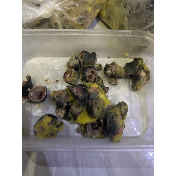 TISENG (tikus oseng)