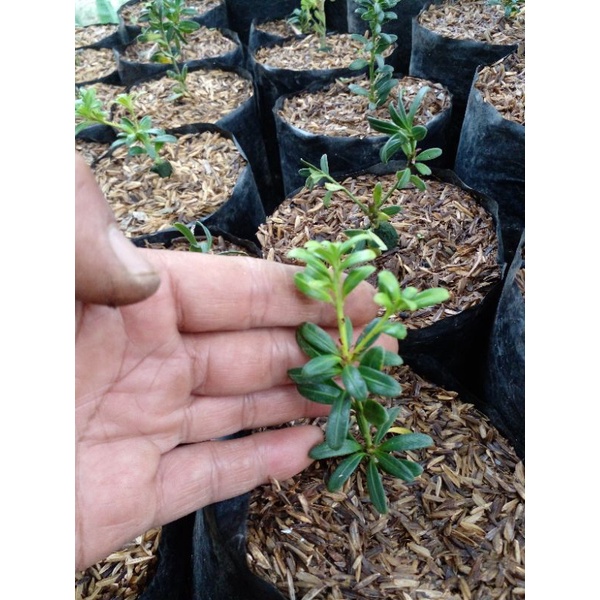 lohansung mutiara ori