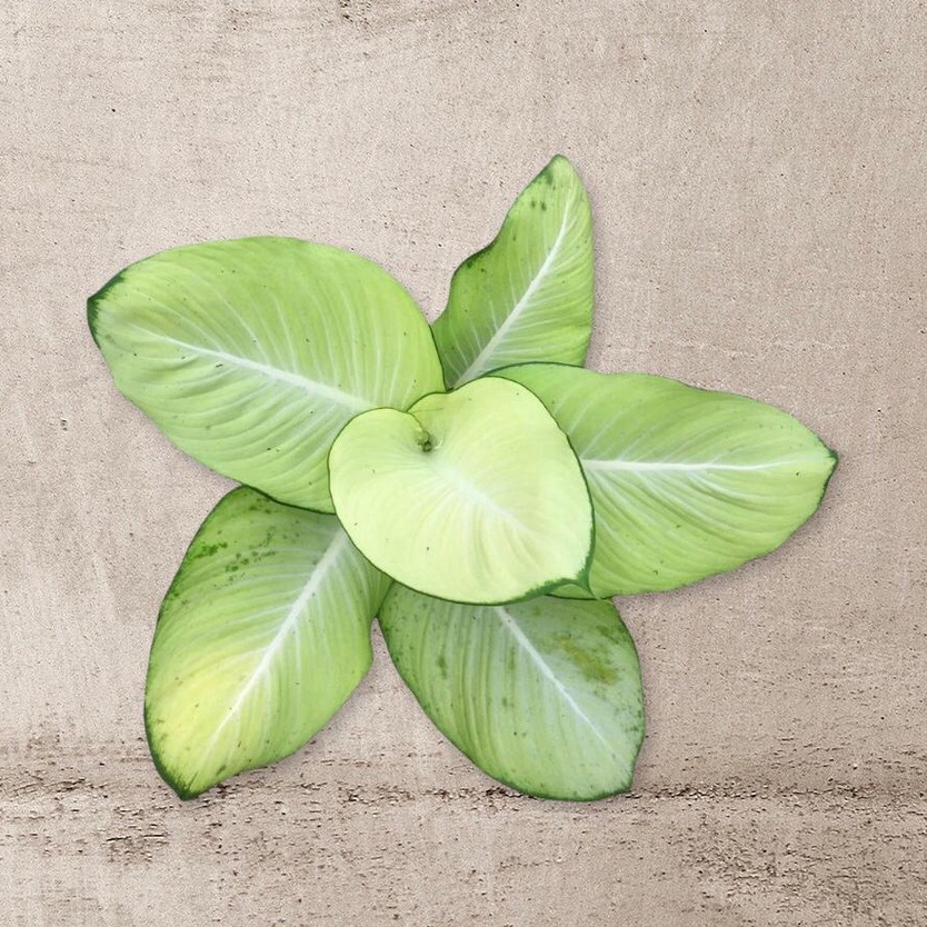 AGLONEMA TISU BANGKOK