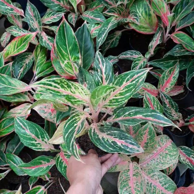 Tanaman Hias Aglonema Pink Butterfly ( Aglonema Pink Beauty)