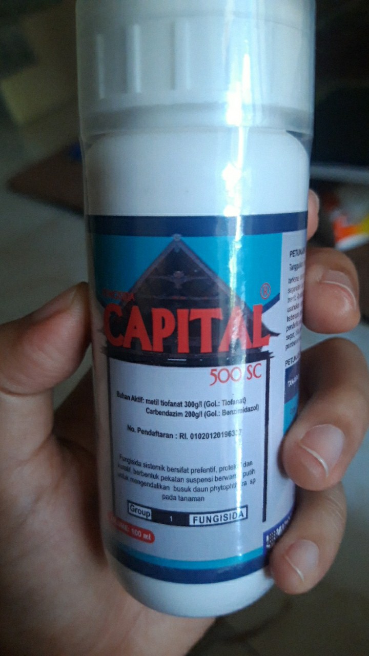 Capital 500 Sc Fungisida Carbendazim Metilteofanat 100 Ml