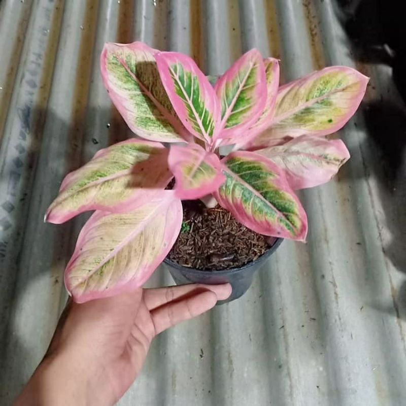 tanaman hias aglonema lotus - bunga aglonema - aglonema tanaman hias murah