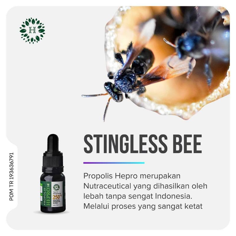 PROPOLIS HEPRO