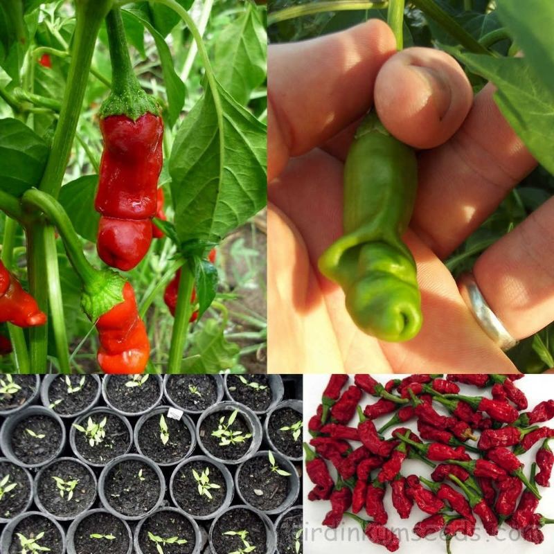 Benih / Bibit / Biji - Cabe  Merah Peter Pepper - IMPORT