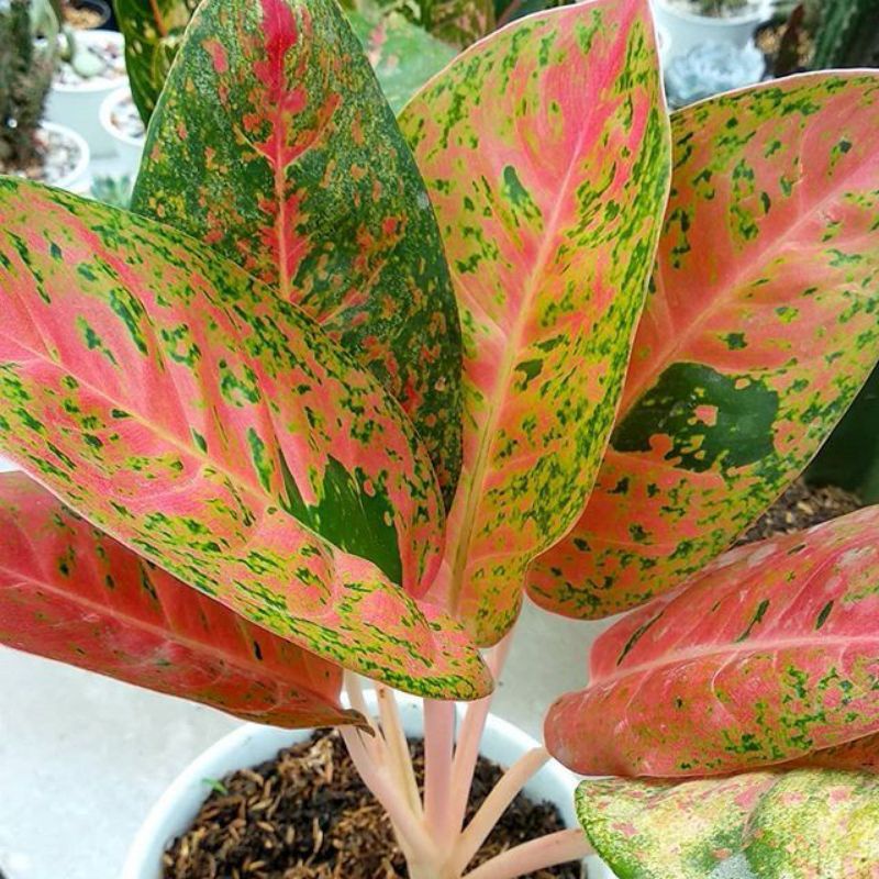 Aglonema big roy (Tanaman hias aglaonema big roy) - tanaman hias hidup - bunga hidup - bunga aglonem