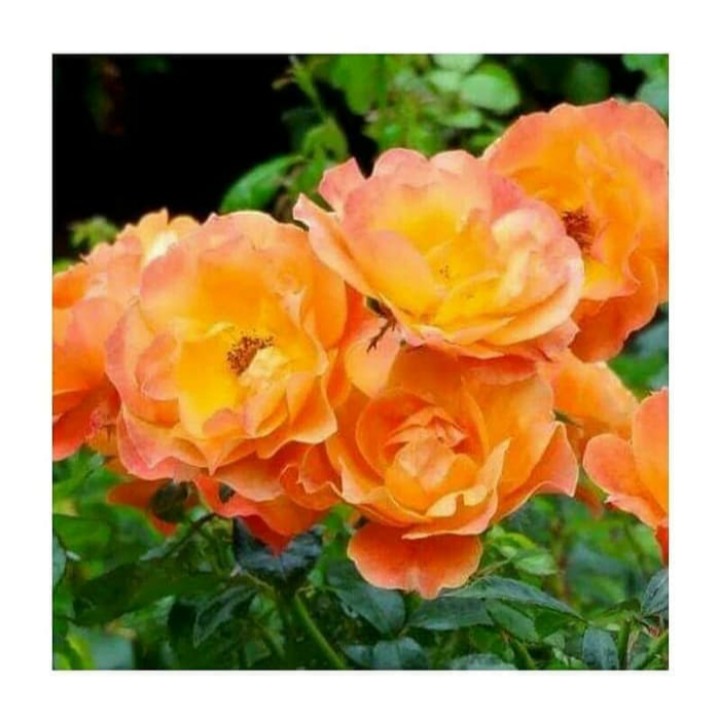 Bibit tanaman mawar floribunda colorado