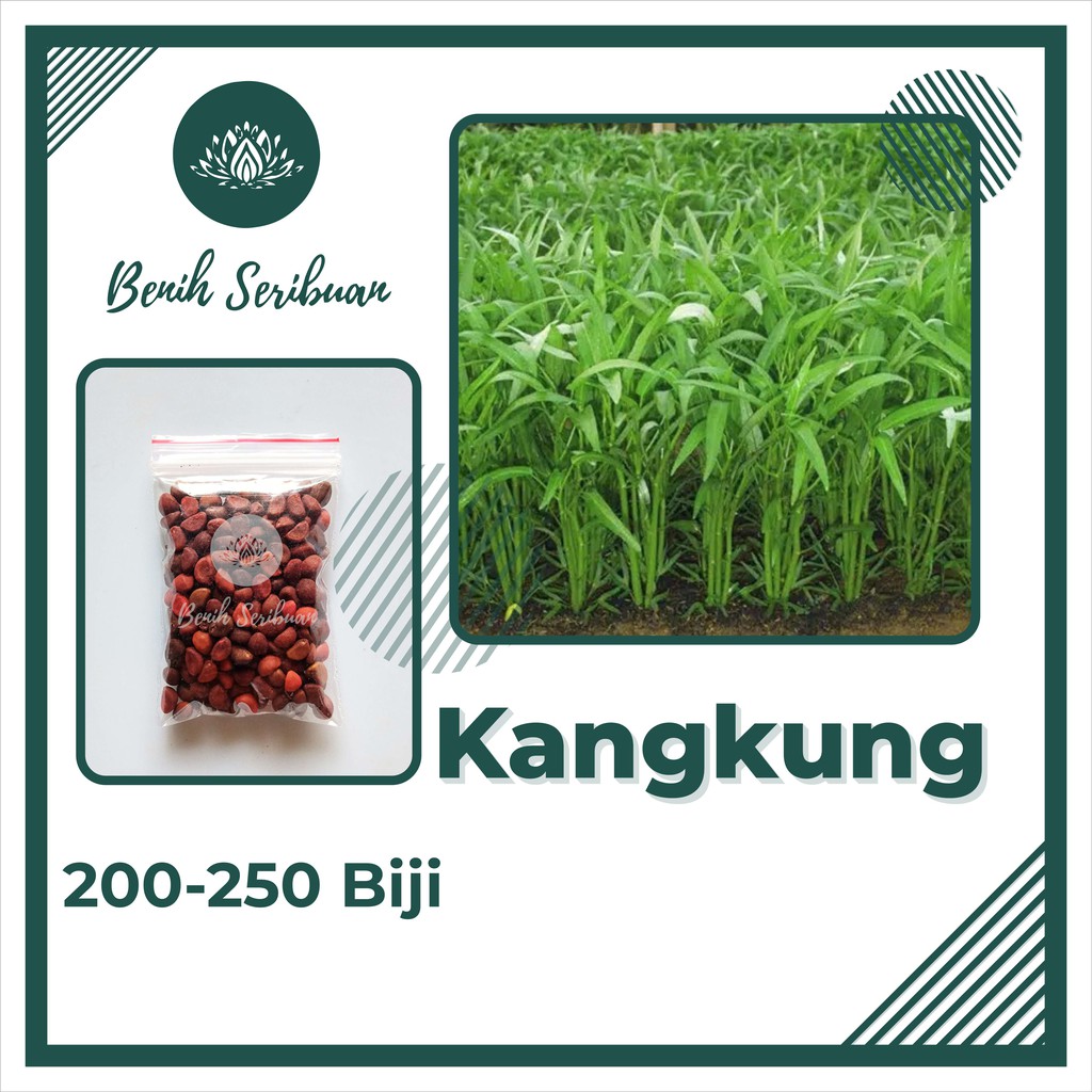 250 Benih Bibit Kangkung Sayuran Hidroponik Daun Lebar Hijau Unggul Rajawali Tanaman Sayur Seribuan