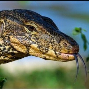 Biawak Varanus Salvator Hidup Sungai Dan Rawa Shopee Indonesia