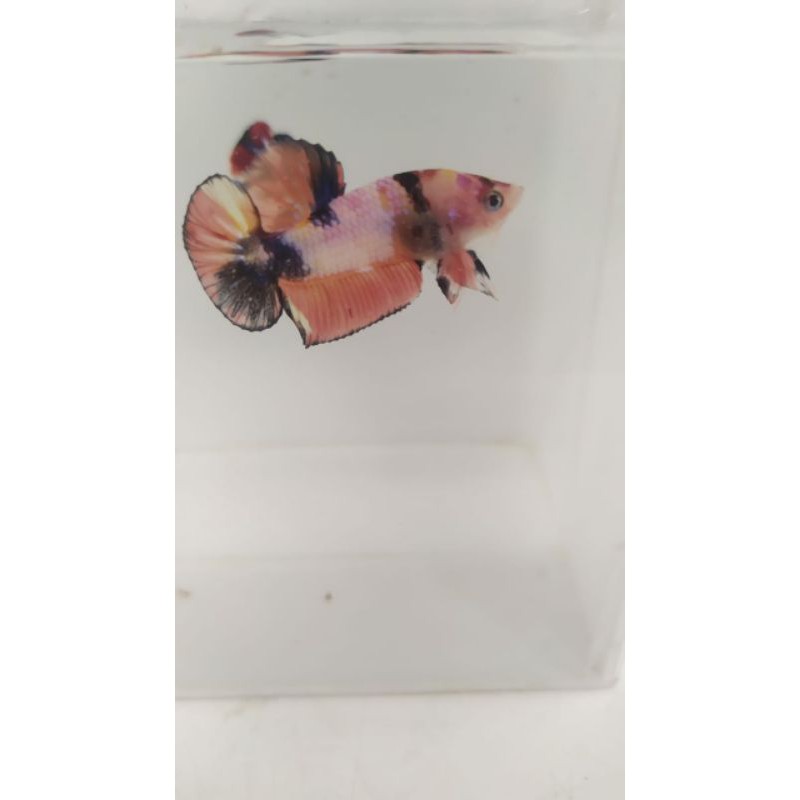 cupang nemo candy / galaxy / multi