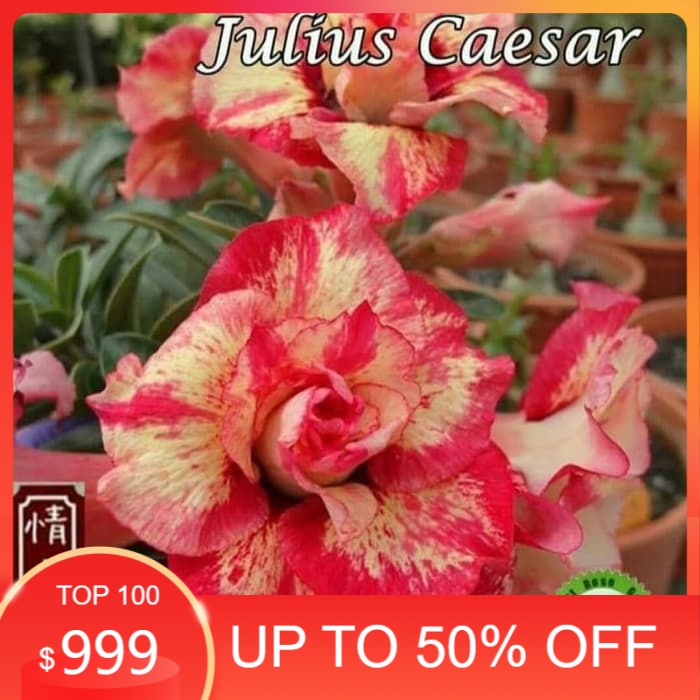 

Bibit Bunga Kamboja Adenium Julius Caesar