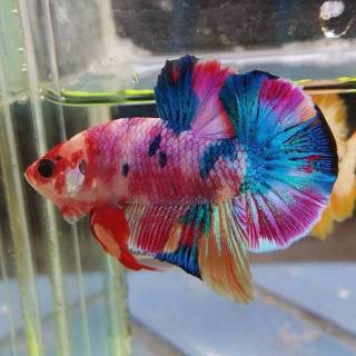 930 Koleksi Gambar Ikan Cupang Multicolor Terbaik