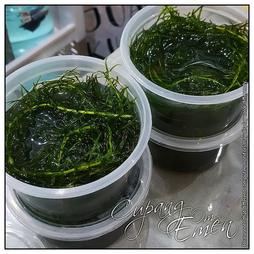 Tanaman Aquascape Ganggang Hijau Air Tawar MURAH BANGET