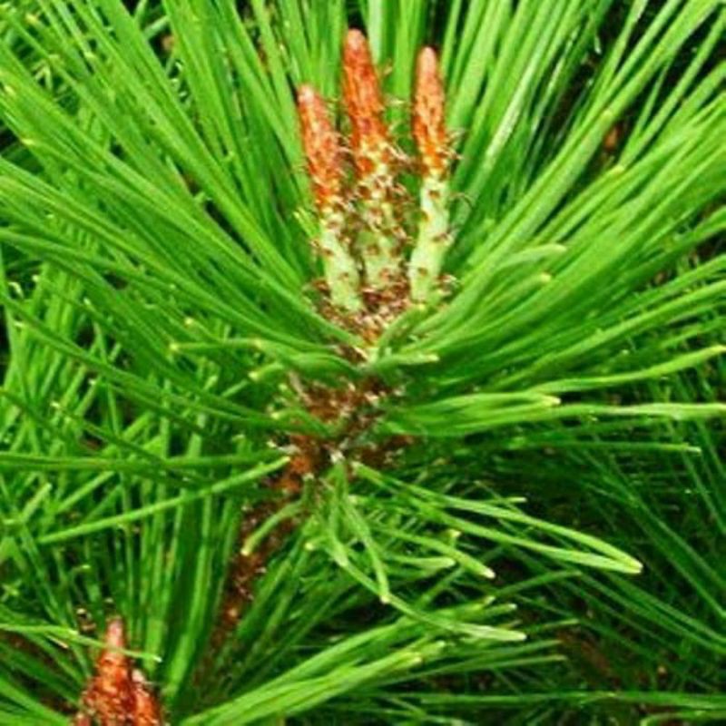 

Daun Pinus Segar Kemasan 1kg Di Petik Ketika Ada Order Masuk