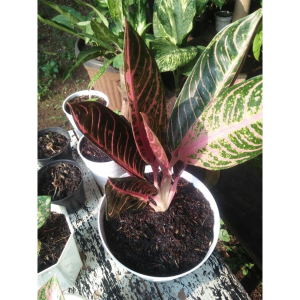 bibit anakan aglonema red sumatra original daun 1