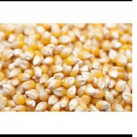 

flash sale cuci gudang1kg jagung popcorn jagung enak