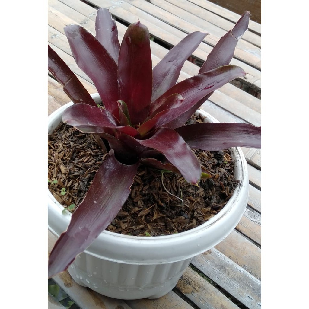 BROMELIA MINI