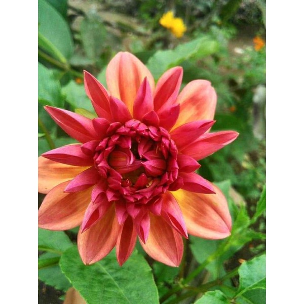 Umbi dahlia oren
