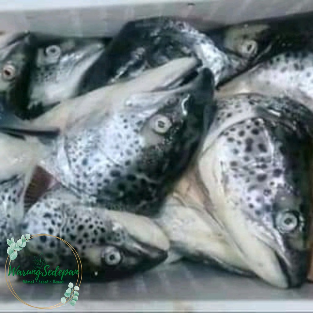 

Kepala Salmon Beku 1 kg Kepala Salmon Utuh