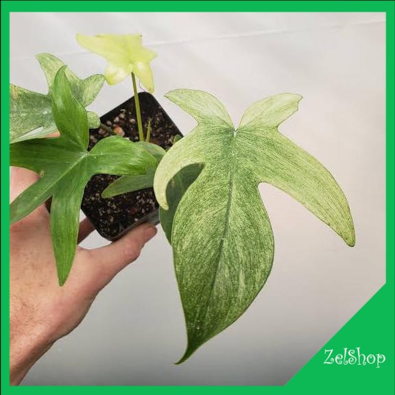 Philodendron Florida Ghost Mint / Philo Florida Mint