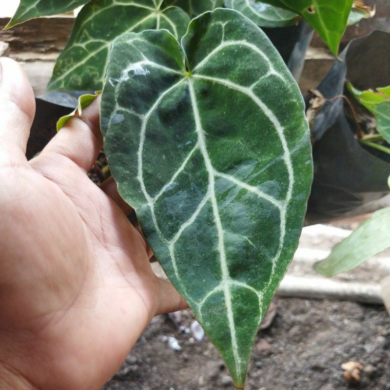 Anturium kuping gajah