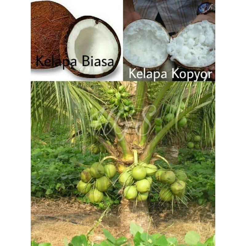 Tanaman bibit buah kelapa kopyor hibrida/ kambel hibrida original