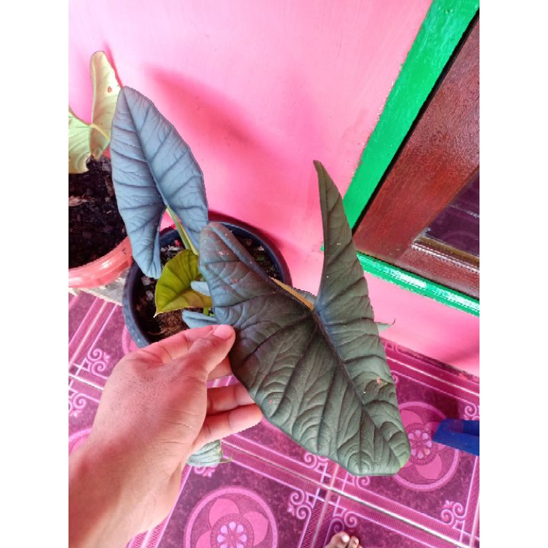 alocasia bisma