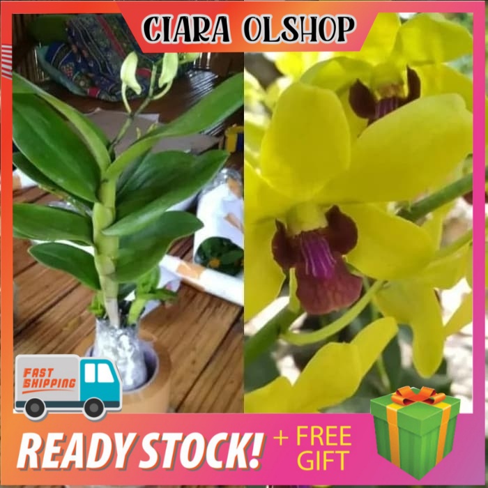 Anggrek Dendrobium Bunga Kuning / Anggrek Dendro / Anggrek