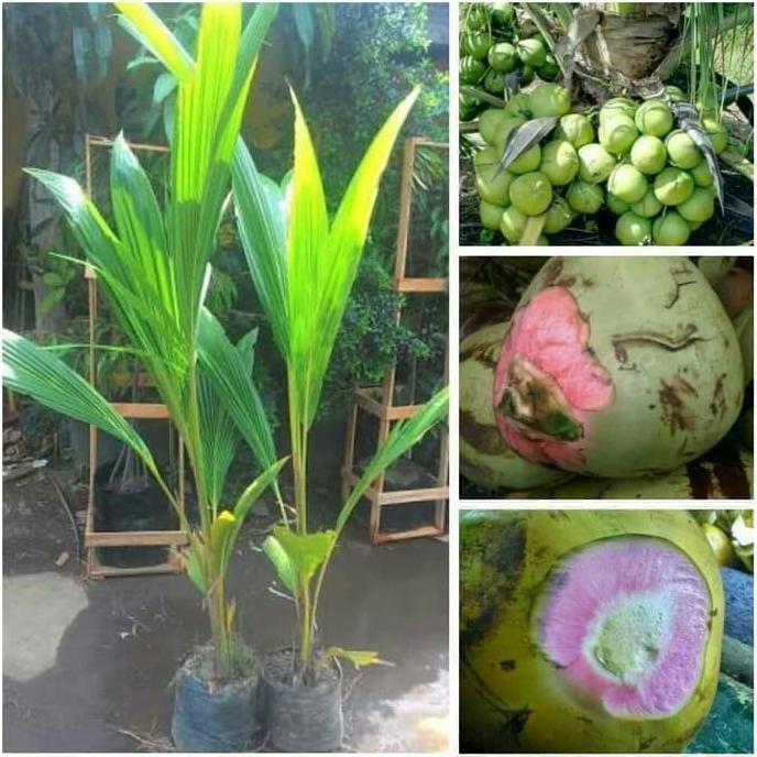 Bibit kelapa Wulung Asli // bibit kelapa ijo Wulung // bibit kelapa